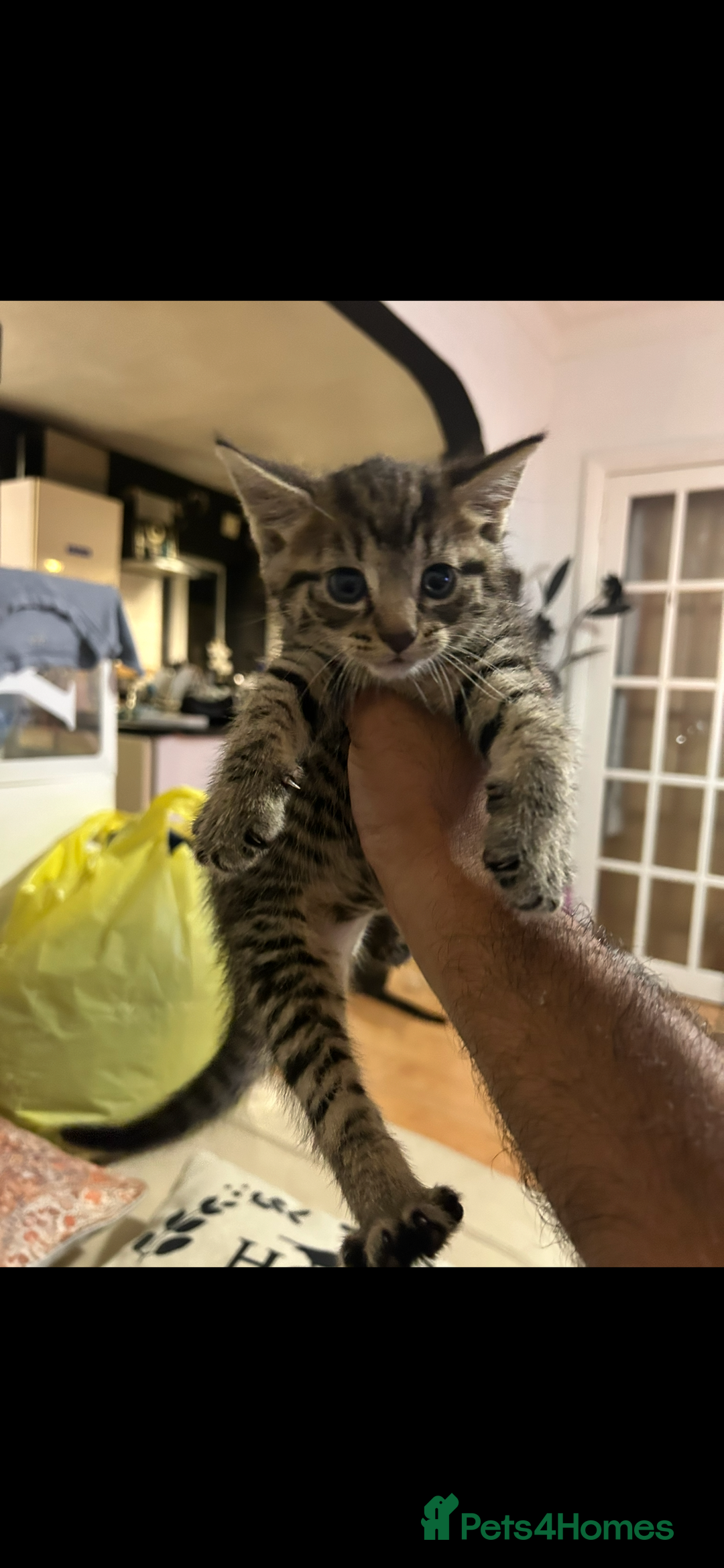 Mixed Breed cats for sale: Beautiful Striped Kittens - 4 Boys - Image 3