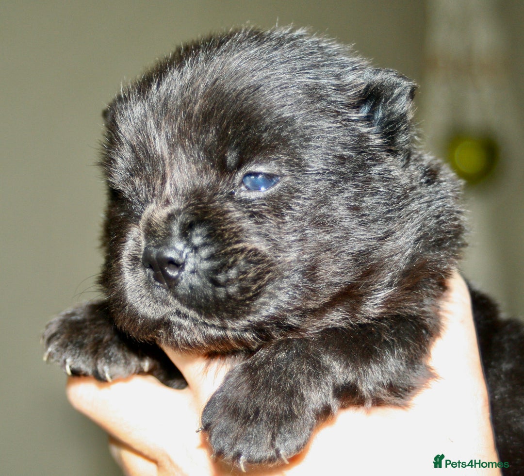 Chow Chow dogs for sale: Chow chow puppies ready to go 20th jan - Advert 12
