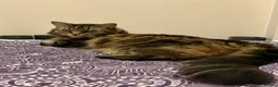 Domestic Shorthair cats for adoption: Lucky is looking for special forever home  - Advert 14
