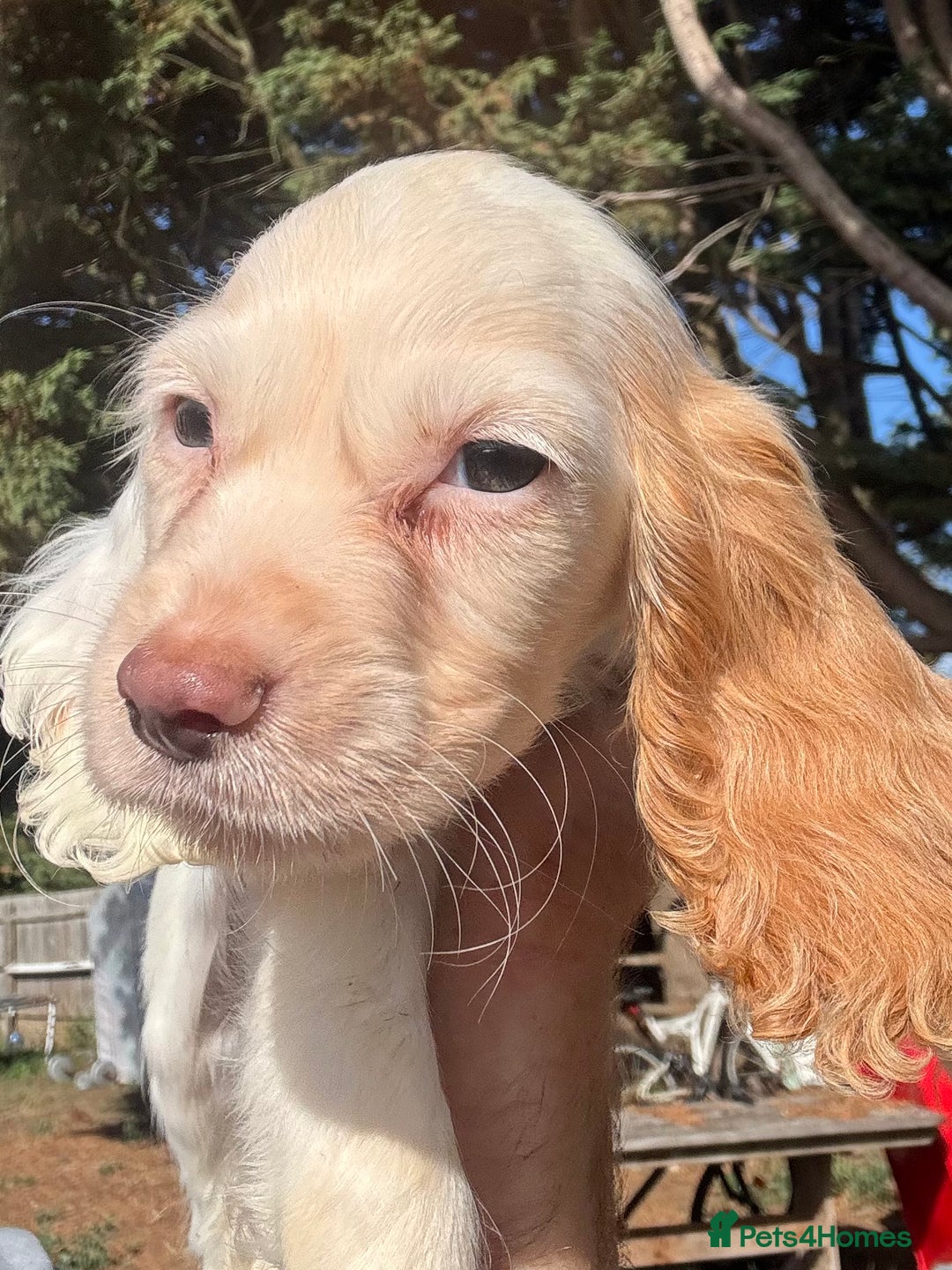 Cocker Spaniel dogs for sale: Cocker Spaniel Puppies (10 weeks - Ready to go) - Image 6