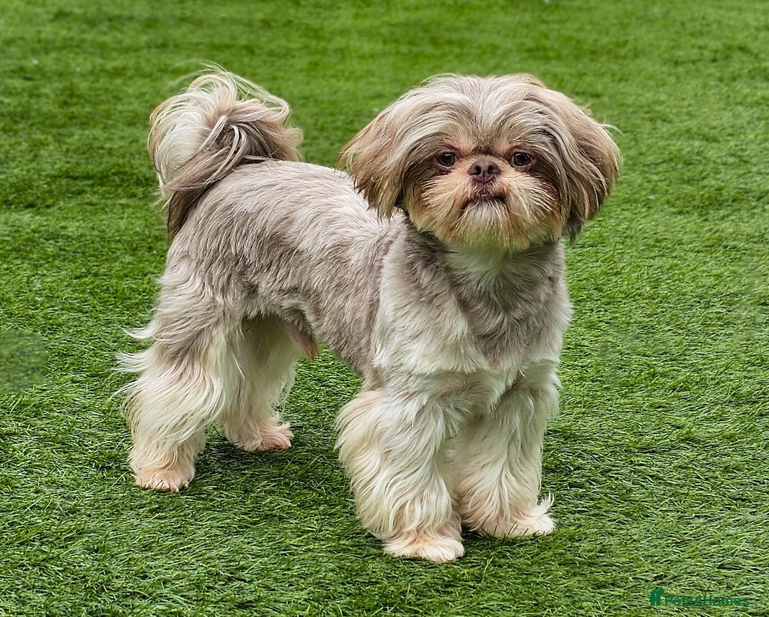 Shih Tzu dogs for stud: Stunning Lavender Dobie Shih Tzu in Motherwell - Image 1