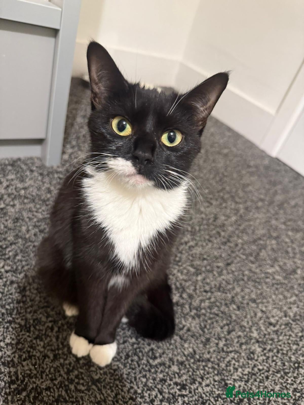 Mixed Breed cats Young and friendly rescue, luna needs new home - Advert 12