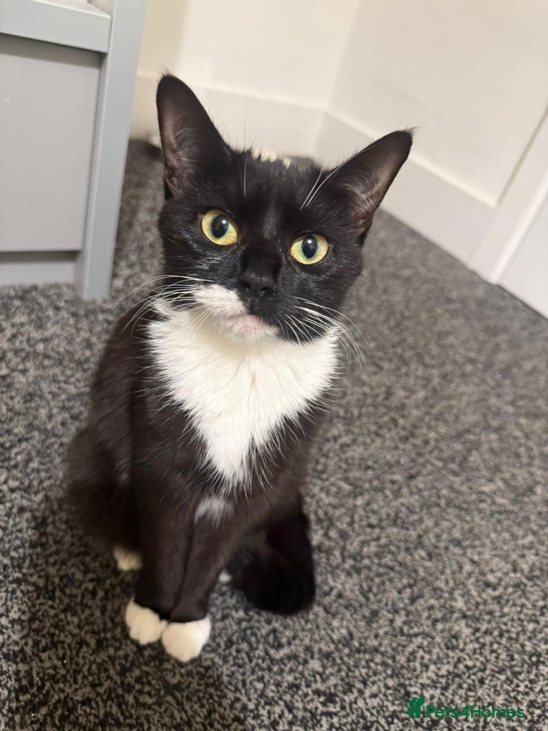 Mixed Breed cats for adoption: Young and friendly rescue, luna needs new home - Advert 1