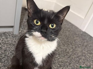 Mixed Breed cats Young and friendly rescue, luna needs new home - Advert 7