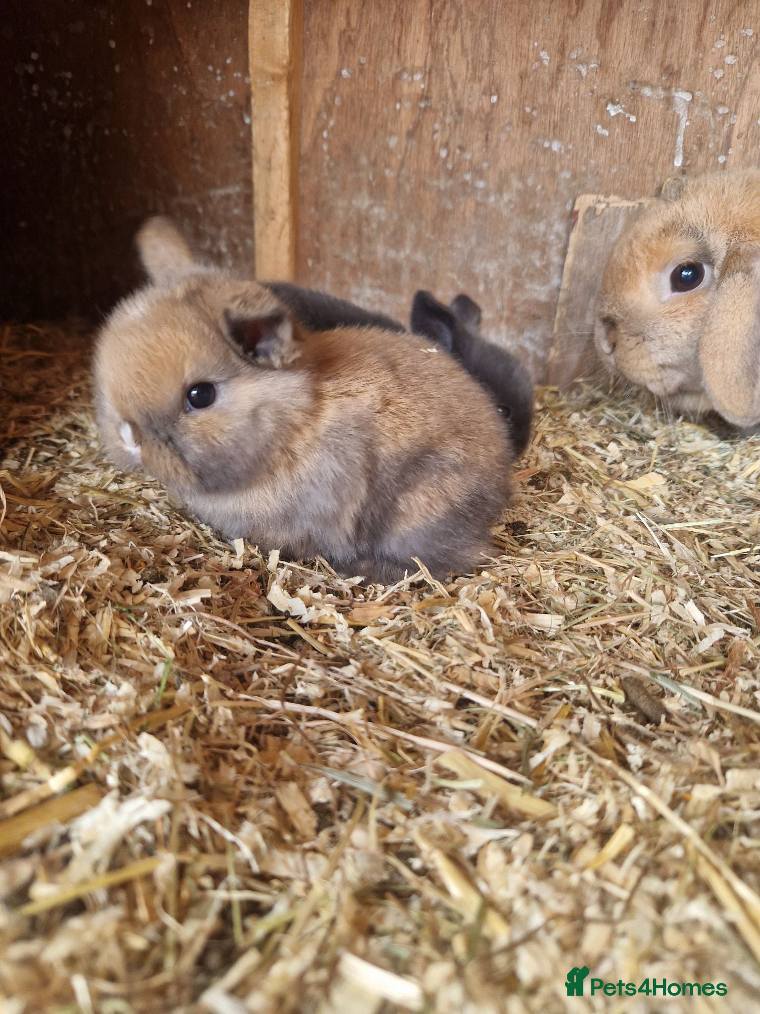 Mini Lop rabbits Baby Mini Lops - Advert 1