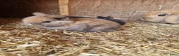Mini Lop rabbits for sale: Baby Mini Lops - Advert 1