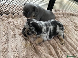 French Bulldog dogs Beautiful French Bulldog Puppies - Advert 6