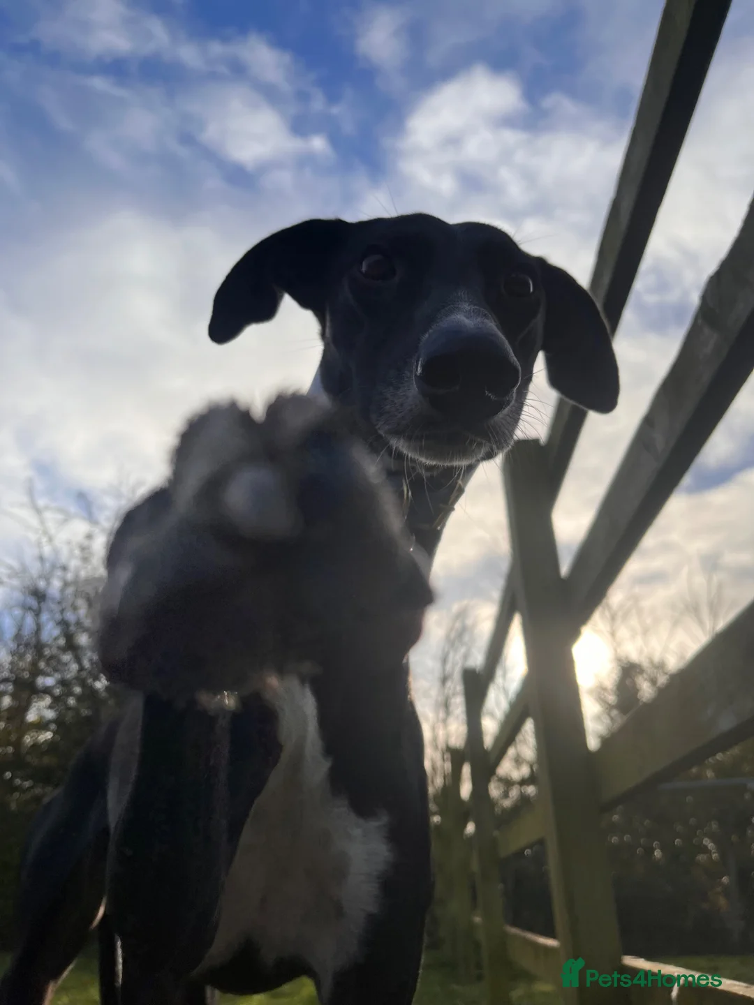 Greyhound dogs for adoption: Moose in Wellingborough - Advert 2