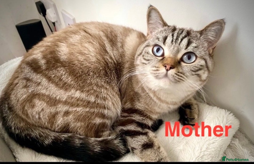 British Shorthair cats for sale: Sunning BSH kittens - ready for  **   - Advert 17