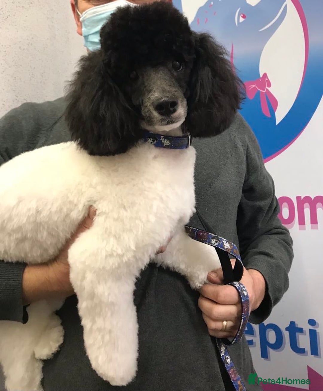Poodle dogs for sale: Fully vaccinated chocolate girl ready now - Image 14