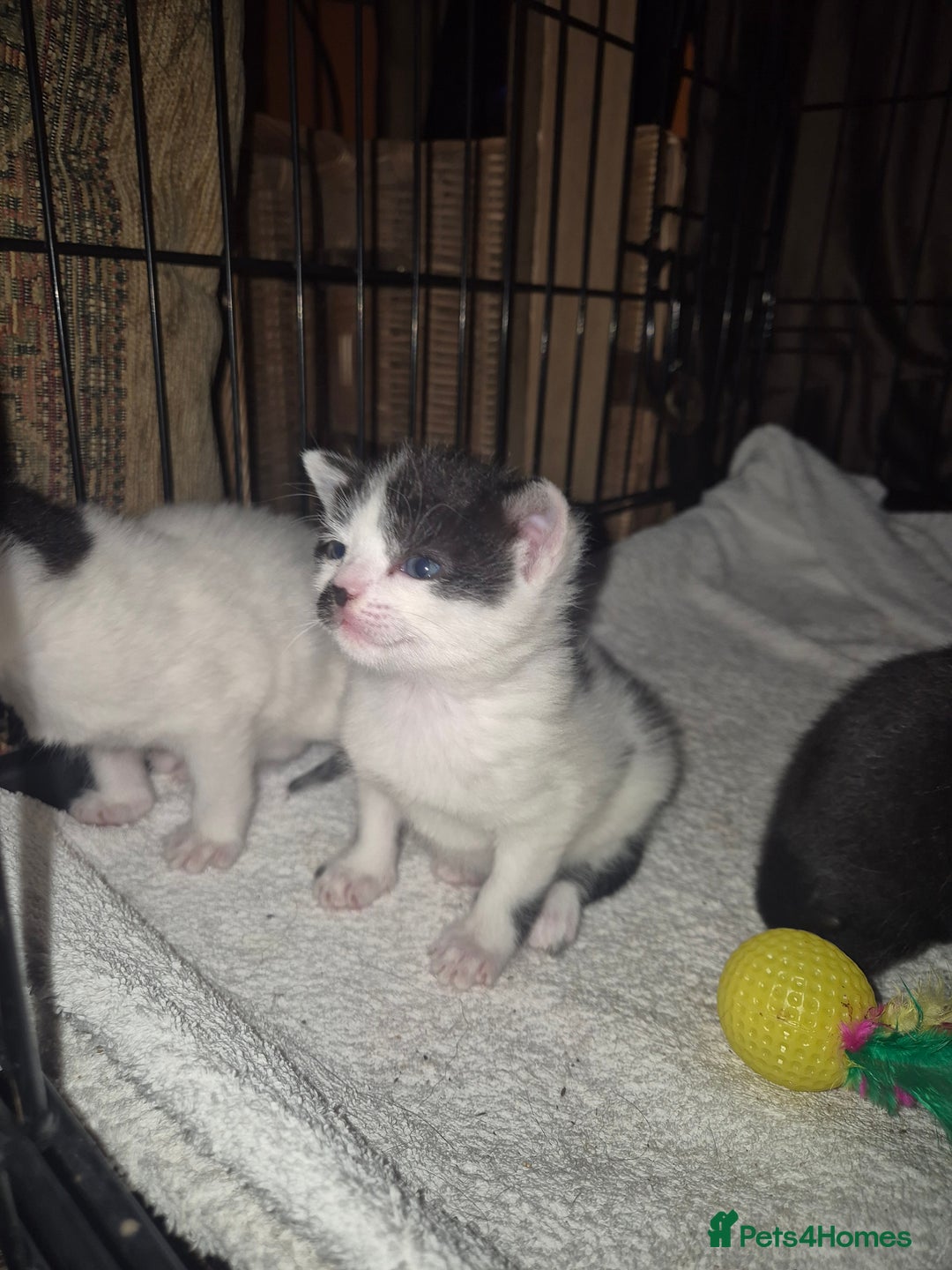 Mixed Breed cats for sale: Beautiful mix breed letter - Advert 2