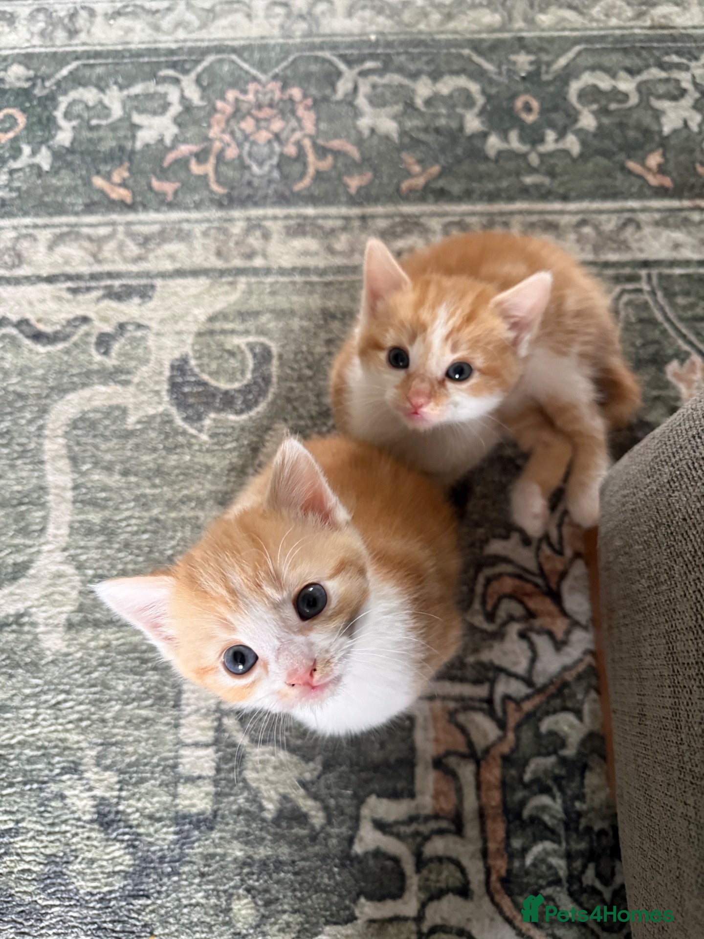 Mixed Breed cats Two Ginger Male Kittens  - Advert 11