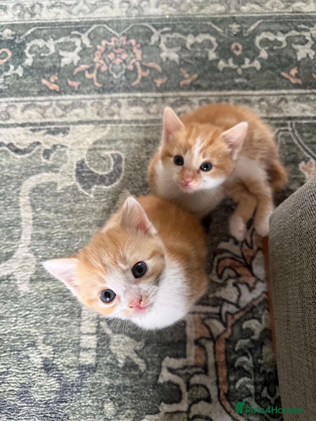 Mixed Breed cats for sale: Two Ginger Male Kittens  in Bicester - Advert 1