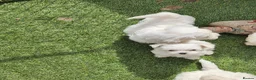 Mixed Breed dogs for sale: Bichion x Maltese puppys - Advert 2