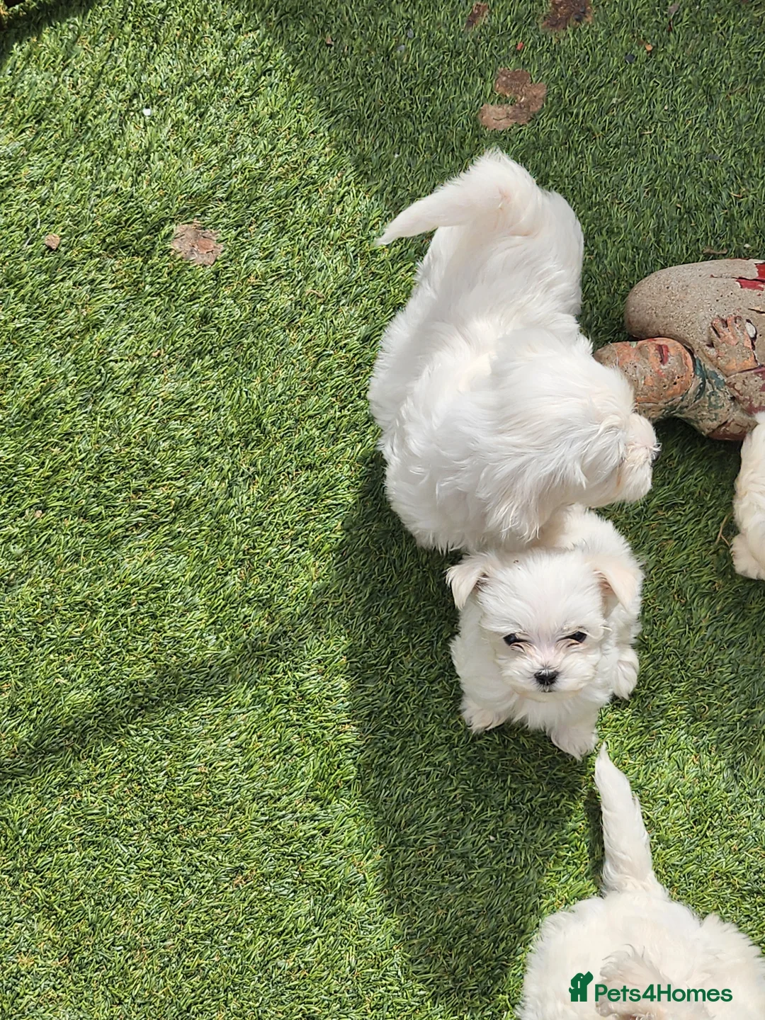 Mixed Breed dogs for sale: Bichion x Maltese puppys - Advert 2
