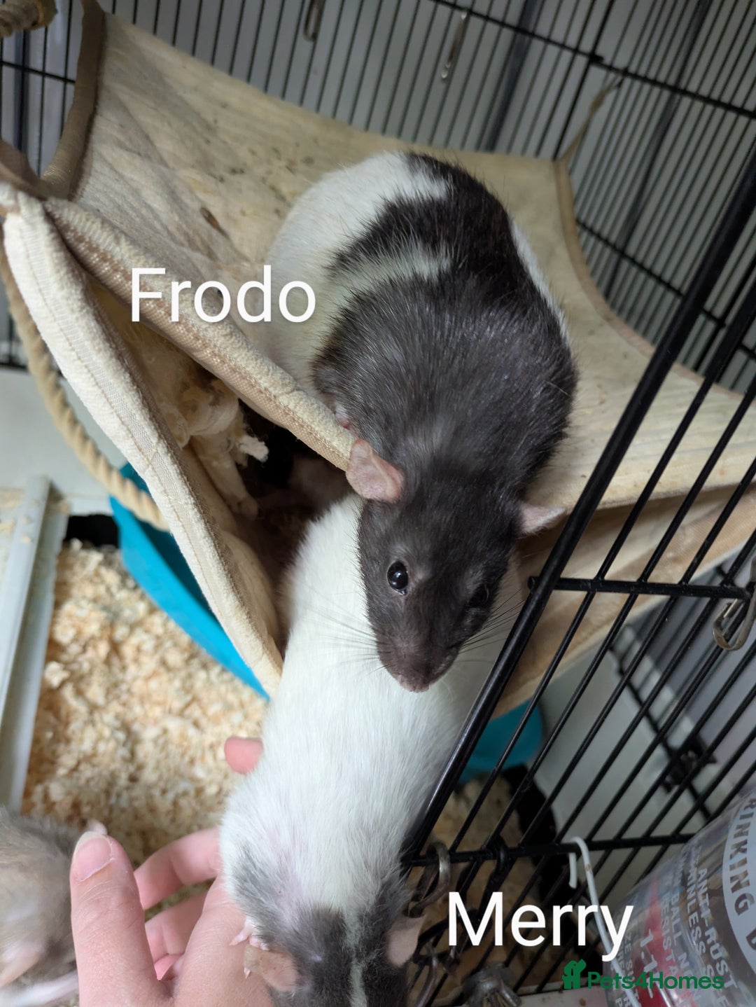 Rat rodents for sale: 4 Female Rats & Set-Up - Image 6