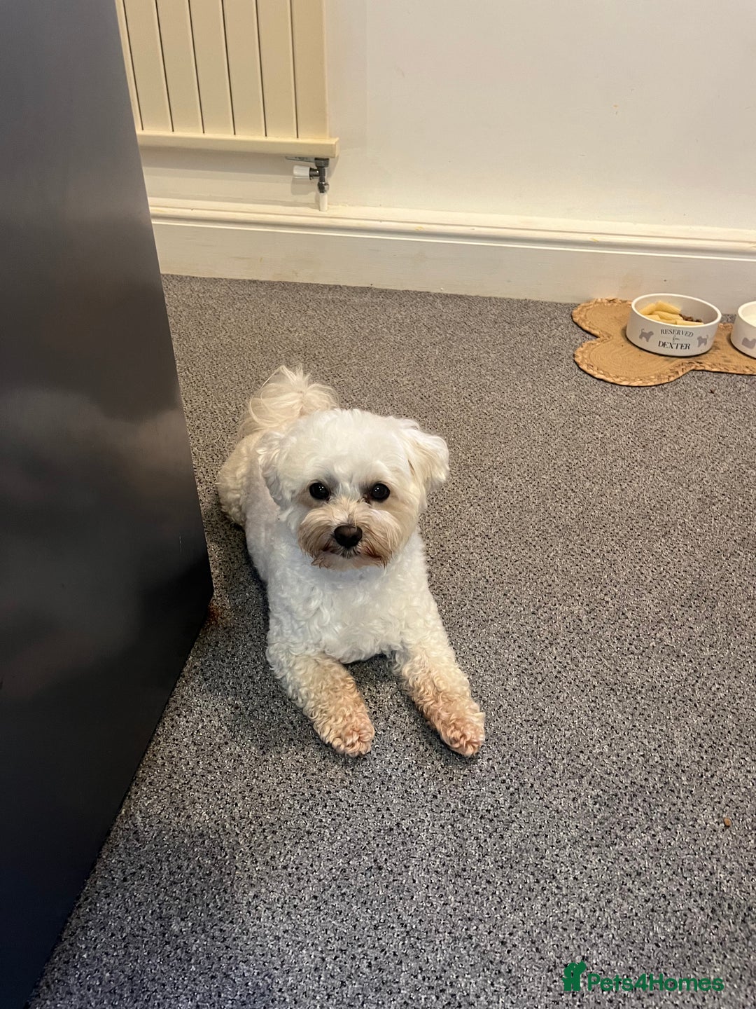 Maltipoo dogs for stud: Small Maltipoo Stud  - Image 6