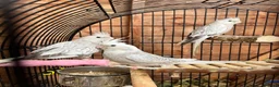 Cockatiels birds for sale: Young Cockatiels - Advert 2