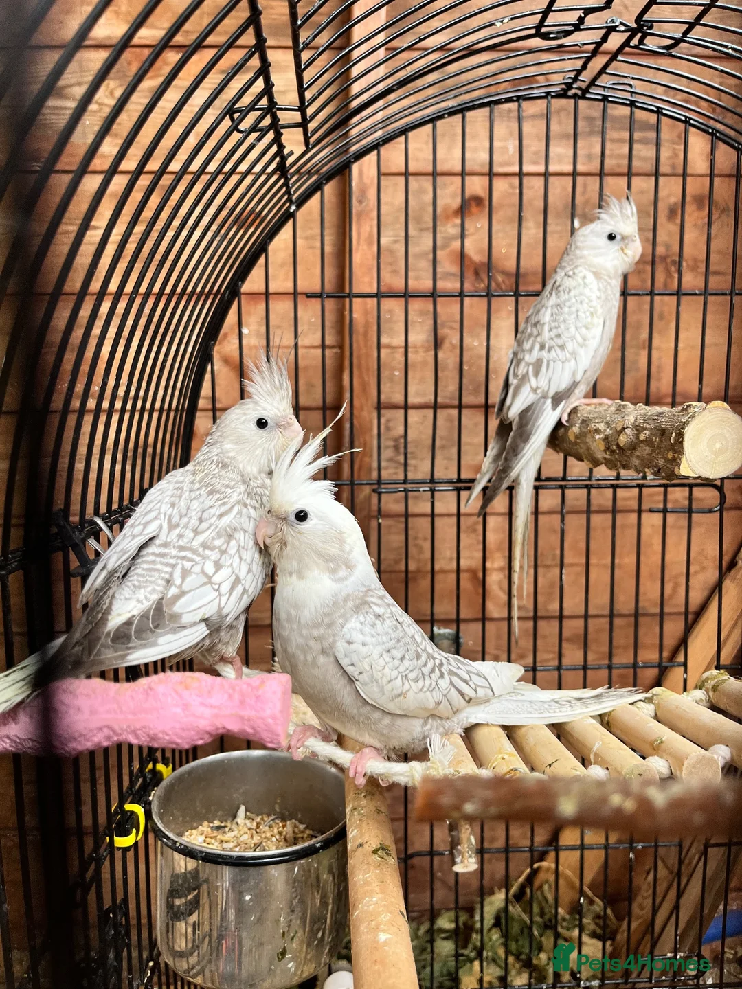 Cockatiels birds for sale: Young Cockatiels - Advert 2