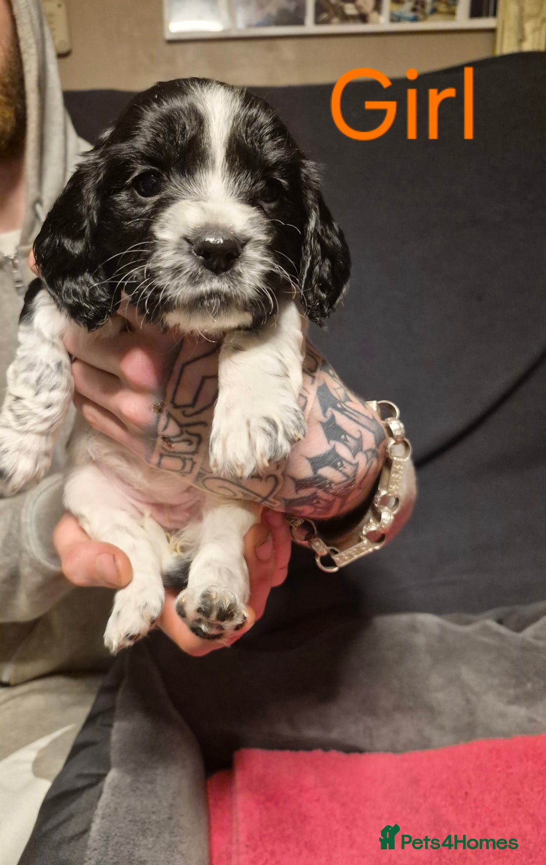 Mixed Breed dogs for sale: Sproker spaniel cross Cavalier King Charles  - Advert 25