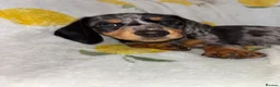 Miniature Dachshund dogs for sale: Miniature smooth coated Dacshund’s  - Advert 14