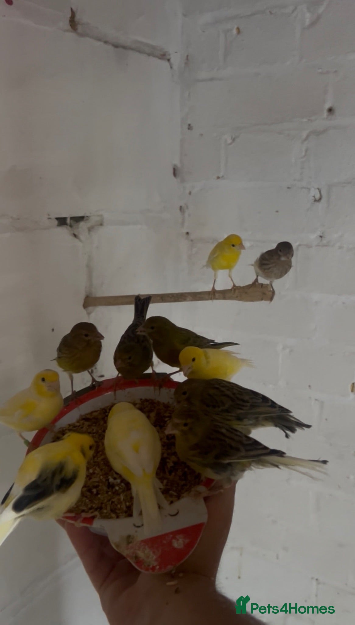 Canaries birds Canerys for sale  - Advert 21