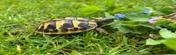 Hermann Tortoise reptiles for sale: Hermanns tortoises. 1 year old with article 10 - Advert 5