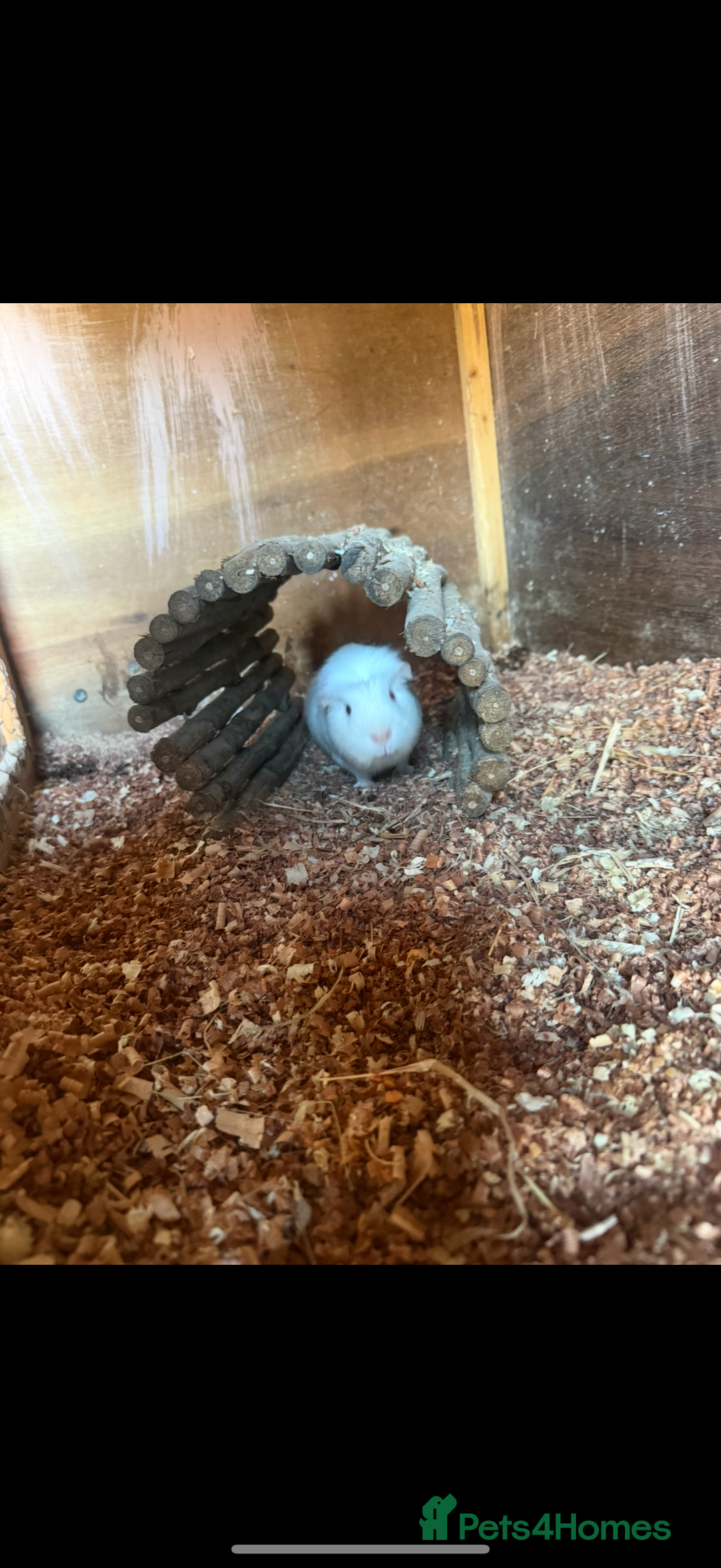 Guinea Pig rodents for sale: Guinea pig - Advert 3