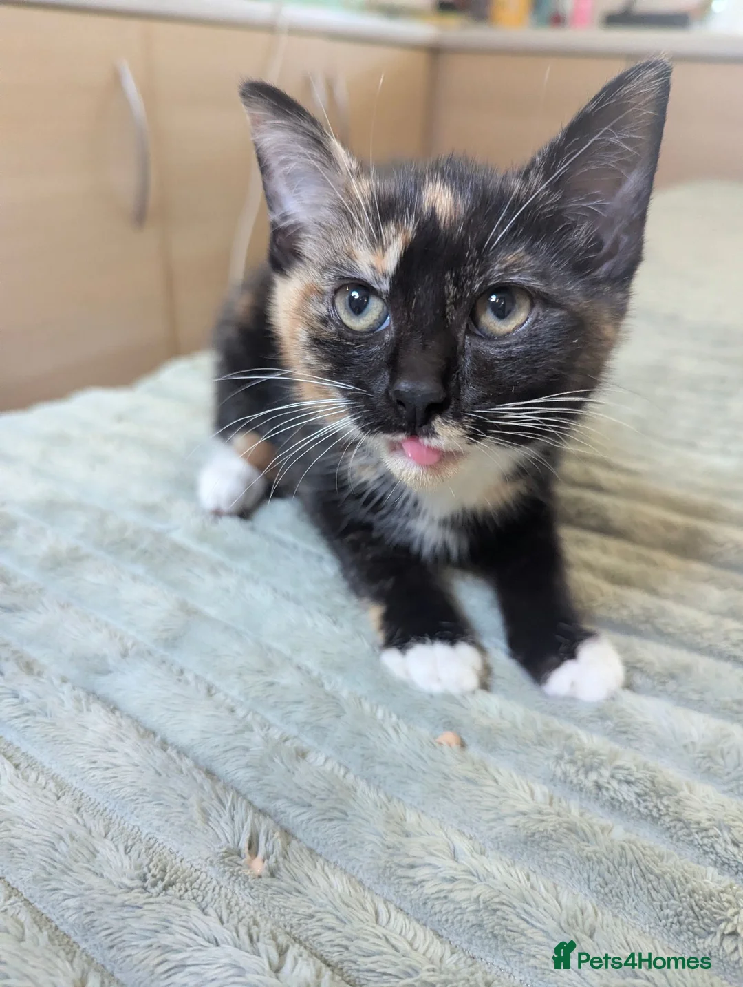 Mixed Breed cats for sale: Calico female kitten - Advert 1