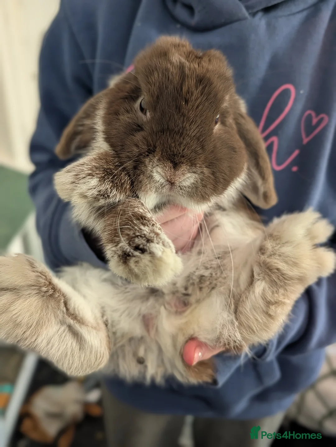 Mini Lop rabbits for sale: Casper the friendly mini lop  in Frome - Advert 1