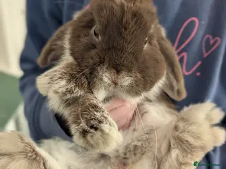 Mini Lop rabbits Casper the friendly mini lop in Frome - Advert 6