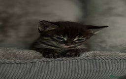 Bengal cats for sale: Russian Blue Bengal Kittens - Image 21