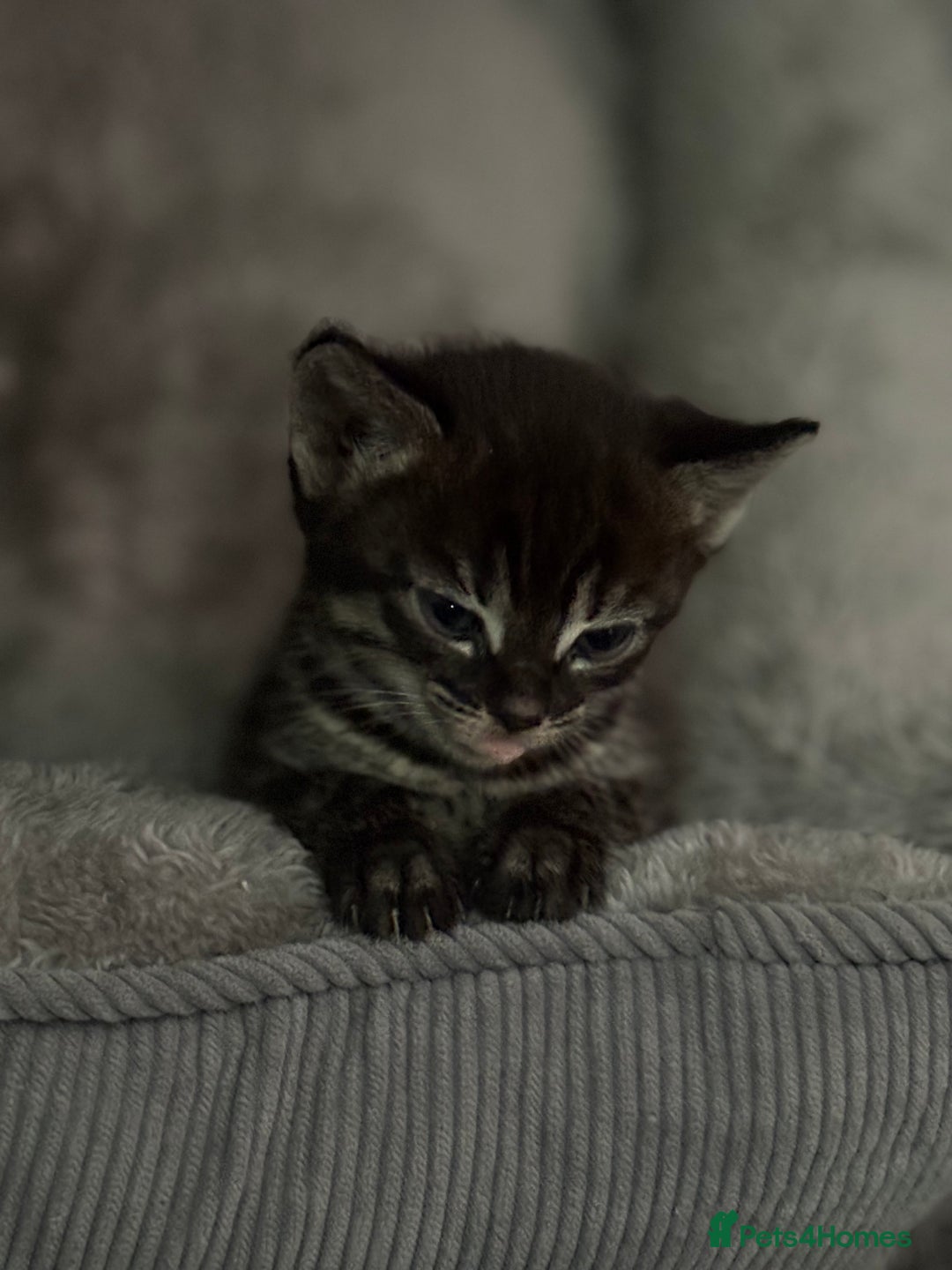 Bengal cats for sale: Russian Blue Bengal Kittens - Image 21