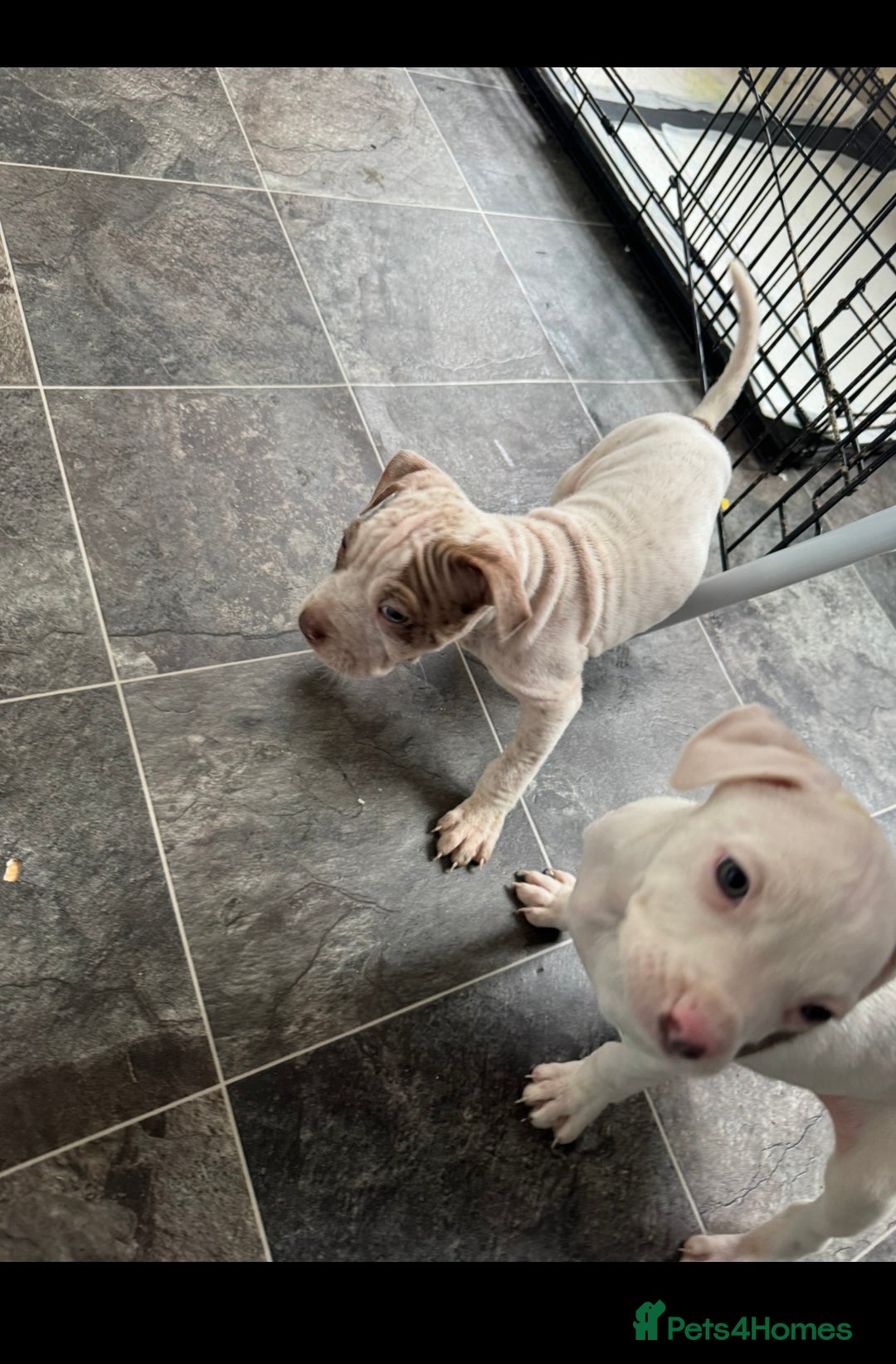 Staffordshire Bull Terrier dogs for sale: Staffy x shar pei pups  - Advert 9