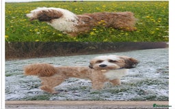 Mixed Breed dogs for sale: Tibetan Terrier with 1/4 Spanish water dog - Image 7