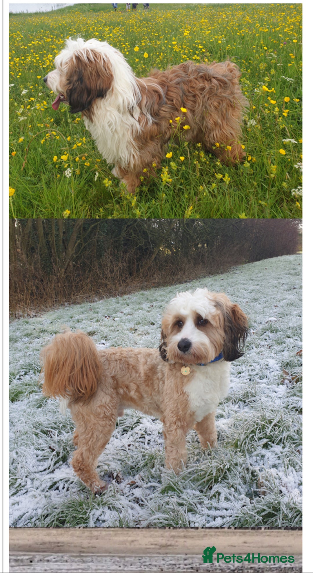 Mixed Breed dogs for sale: Tibetan Terrier with 1/4 Spanish water dog - Image 7
