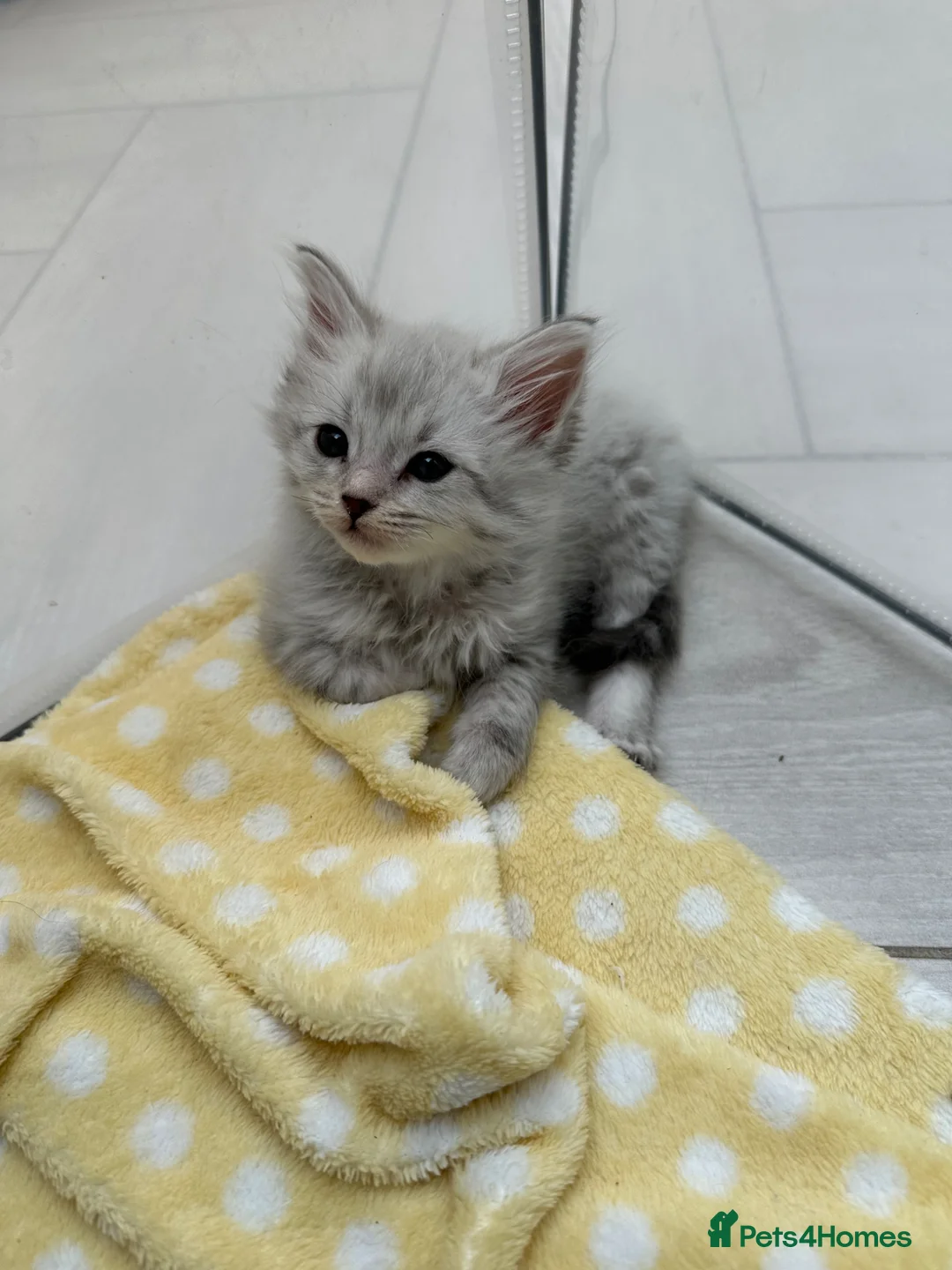 Maine Coon cats for sale: Maine coon x lynx ragdoll.  LAST 2 AVAILABLE  in Tamworth - Advert 2