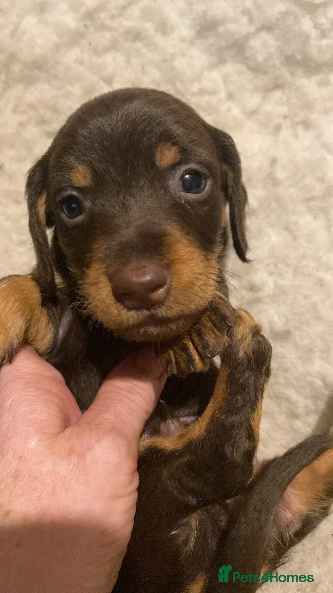 Dachshund dogs for sale: Miniature wired hair Dachshund  - Advert 2