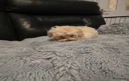 Maltipoo dogs for sale: MALTIPOO PUPPIES FOR SALE - Image 24