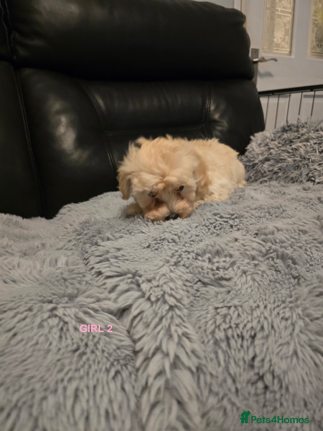 Maltipoo dogs for sale: MALTIPOO PUPPIES FOR SALE - Image 24