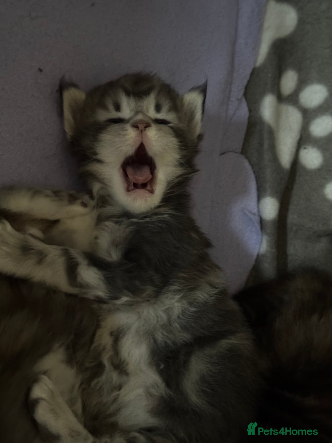 Maine Coon cats for sale: 3 week old mainecoon kittens - Advert 6