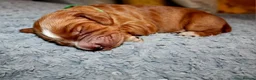 Cocker Spaniel dogs for sale: KC Reg WCS pups Health tested FTCH lines - Advert 8