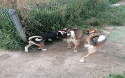Mixed Breed dogs for adoption: 💖🐶 ZEENA 🐶💖 - Image 5