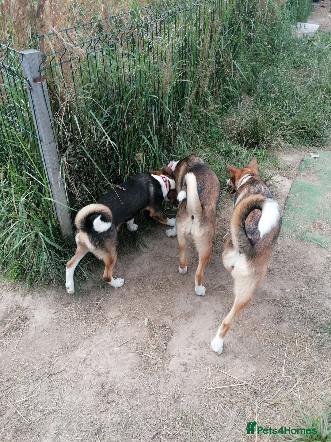 Mixed Breed dogs for adoption: 💖🐶 ZEENA 🐶💖 - Image 5