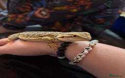 Bearded Dragon reptiles for sale: Sushi the bearded dragon  - Image 2