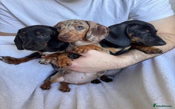 Dachshund dogs for sale: DACHSHUND PUPPIES FOR SALE  - Image 9