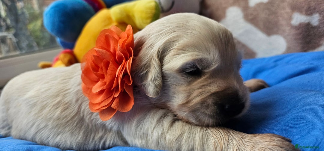 Golden Retriever dogs for sale: Outstanding Kc registered Golden Retriever babies  - Image 20