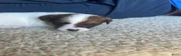 Jack Russell dogs for sale: Jack Russell puppies for sale  - Advert 4