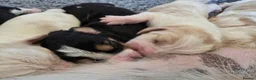 Basset Hound dogs for stud: Basset Hound Proven Stud - Advert 3