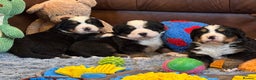Bernese Mountain Dog dogs for sale: Beautiful KC Litter  - Advert 11